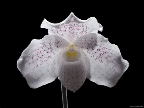 Paphiopedilum niveum .